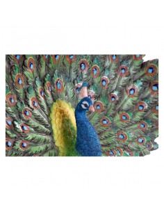 Escultura Dekodonia Pavo...