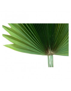 Dekorationspflanze...