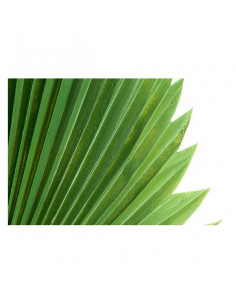 Dekorationspflanze... 2