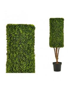 Dekorationspflanze Hedge...