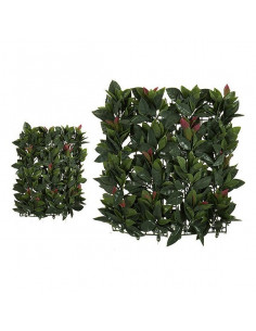 Dekorationspflanze...