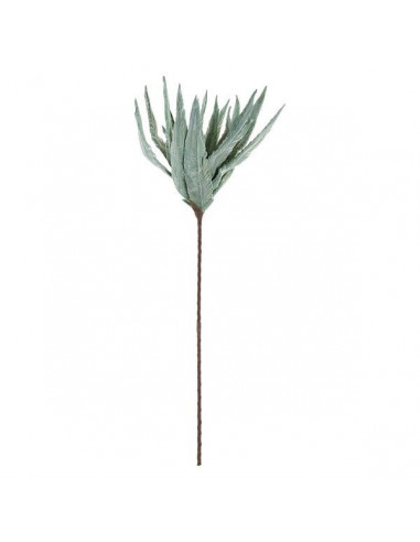 Dekorationspflanze Dekodonia EVA (36...